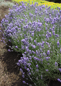 Lavandula angustifolia 'Susan Belsinger'